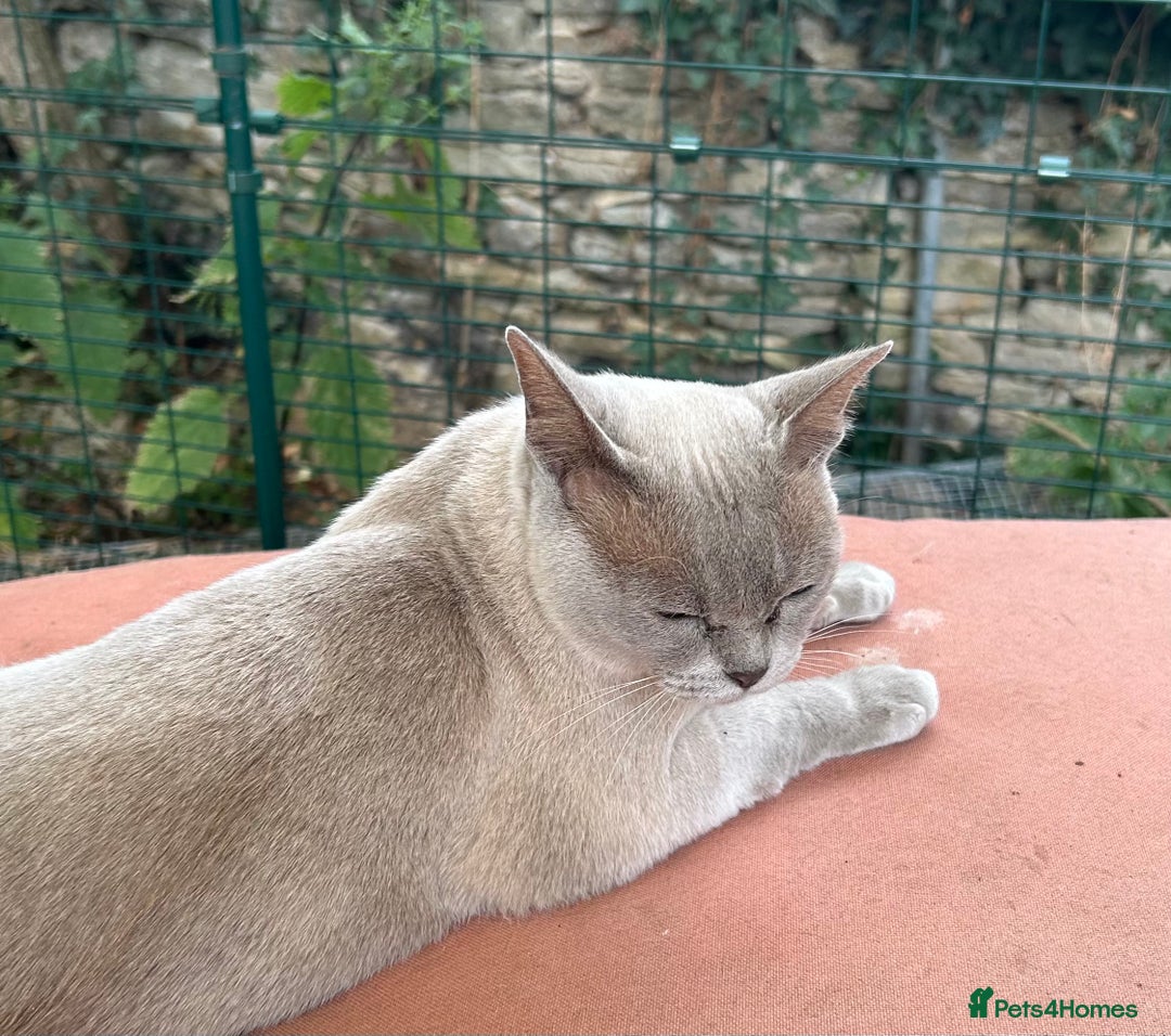 Burmese cats for sale: Pedigree Burmese retired queen and stud   - Image 8