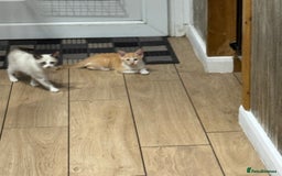 Cornish Rex cats for sale: Beautiful girls  - Image 6