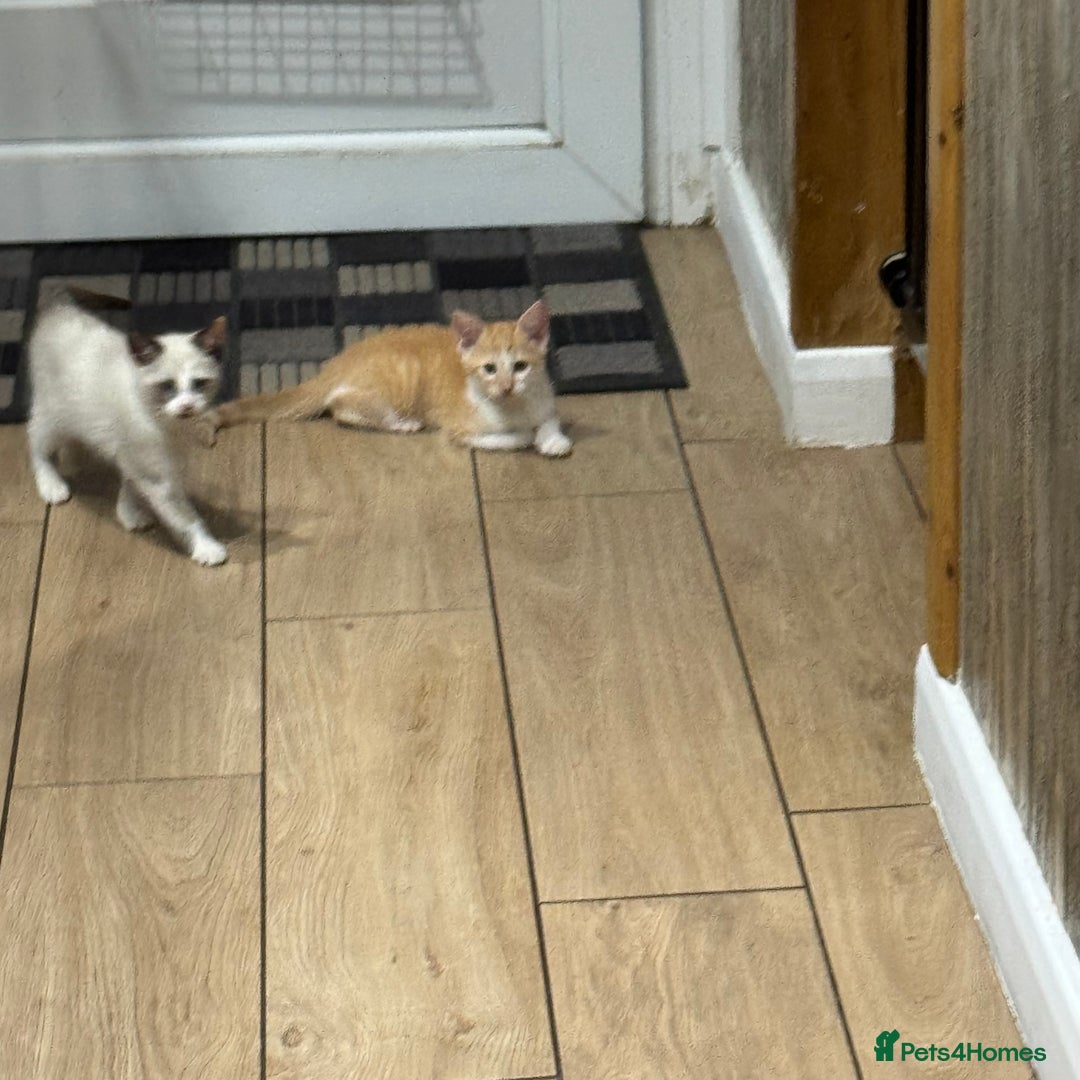 Cornish Rex cats for sale: Beautiful girls  - Image 6