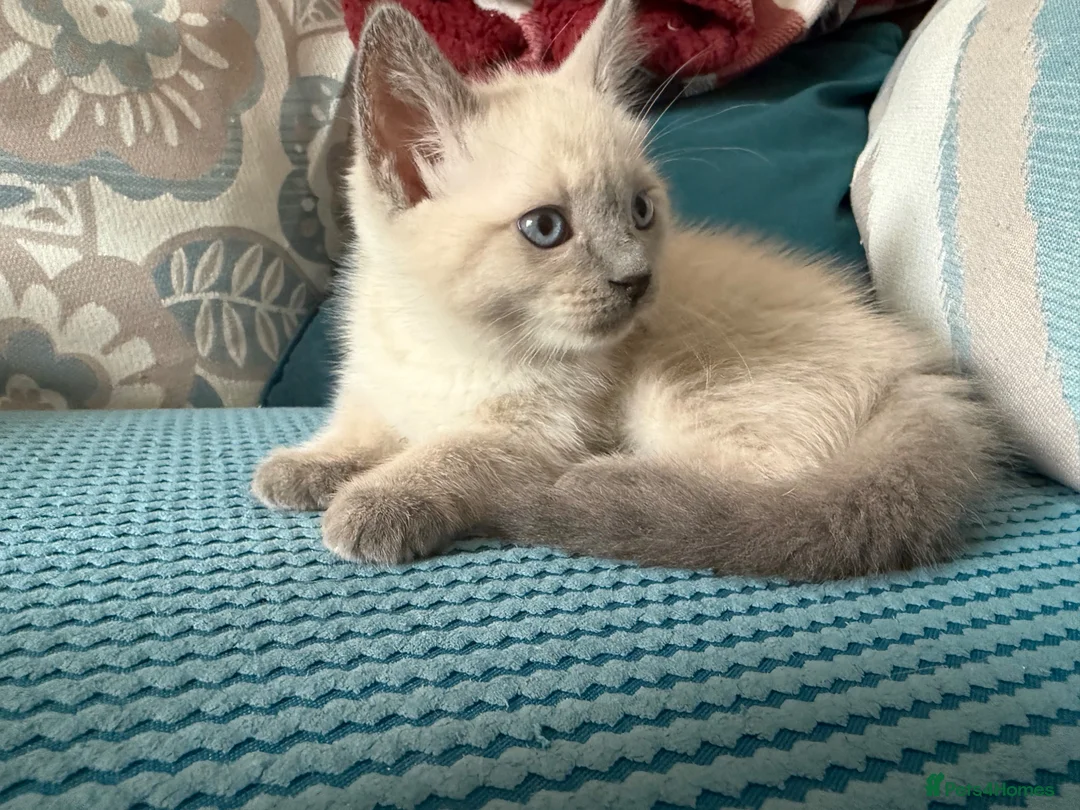 Ragdoll cats for sale: Beautiful Fluffy Seal-Point Ragdoll - Advert 7