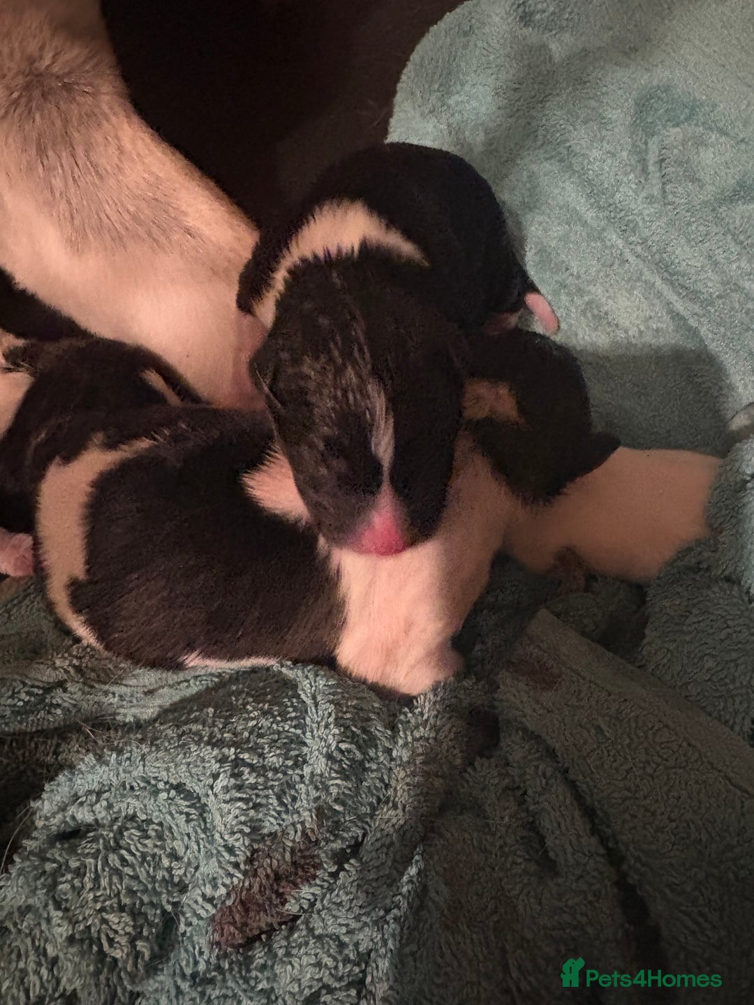 Akita dogs for sale: Akita pups March 12th - Advert 3