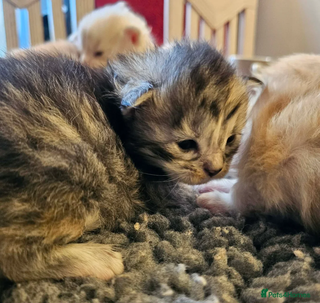 Maine Coon cats for sale: XXL Exceptional Pedigree Kittens Russian line - Advert 8