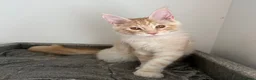 Maine Coon cats for sale: Champion line kittens 🥰 Ready to go 🥰 - Advert 4