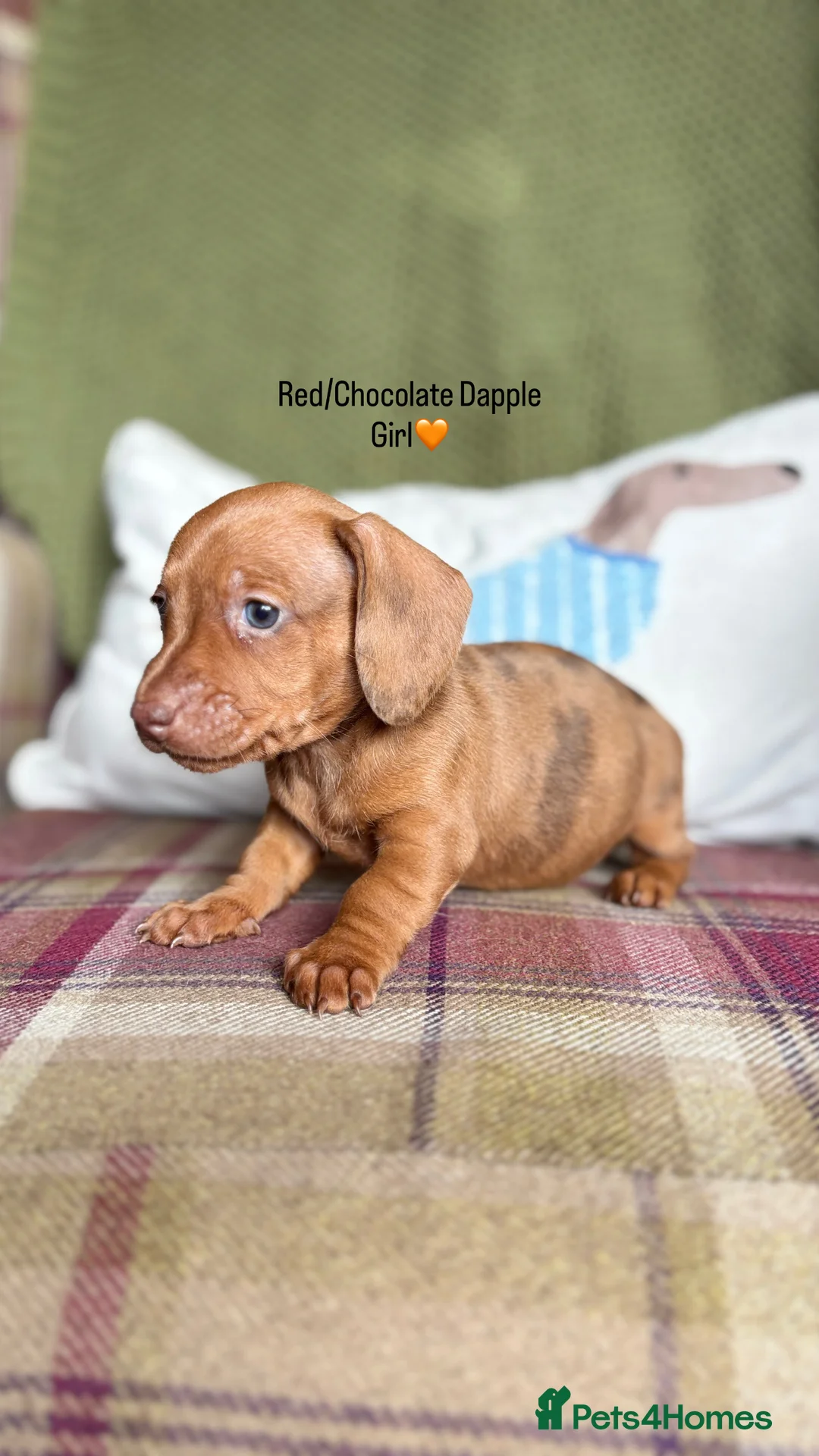 Miniature Dachshund dogs for sale: SMOOTH HAIRED MINIATURE DACHSHUNDS🖤 - Advert 16