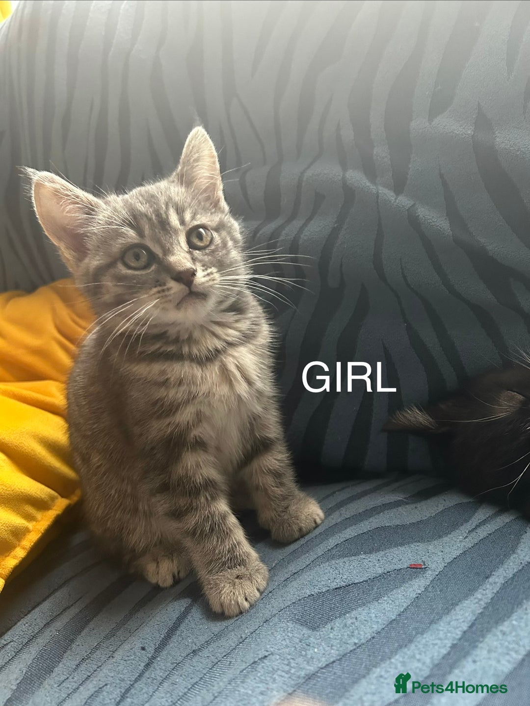 Mixed Breed cats for sale: Cheeky kittens - Advert 2