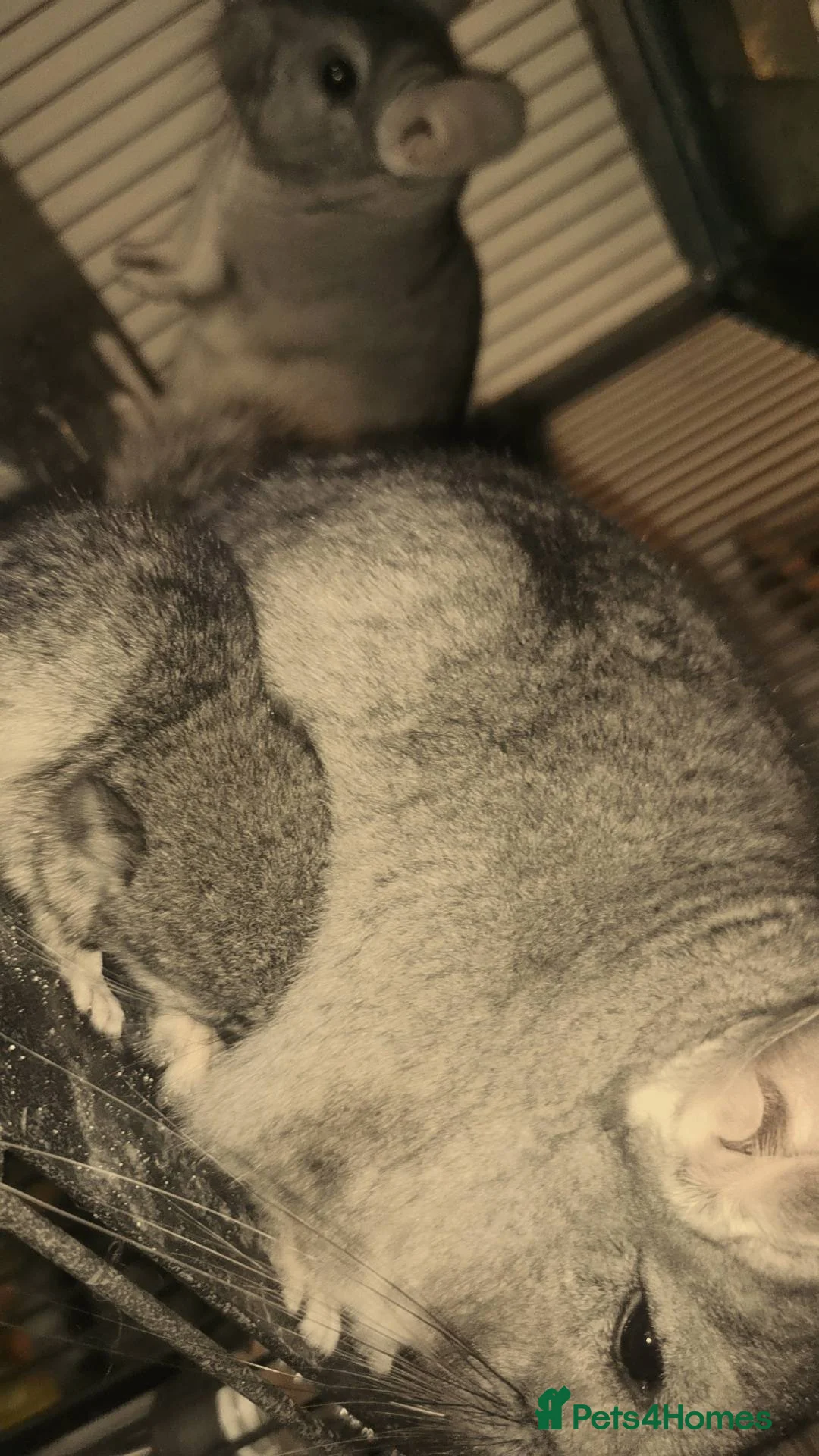 Chinchilla rodents for sale: Adorable Chinchilla Kits – Loving Homes Only - Advert 9