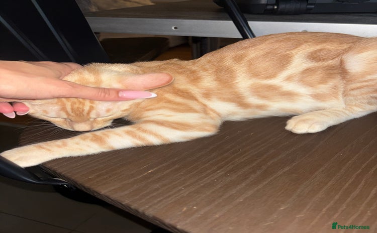 Bengal cats - Advert 14