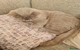 British Shorthair cats for sale: Stunning Lilac British Short Hair - Image 5