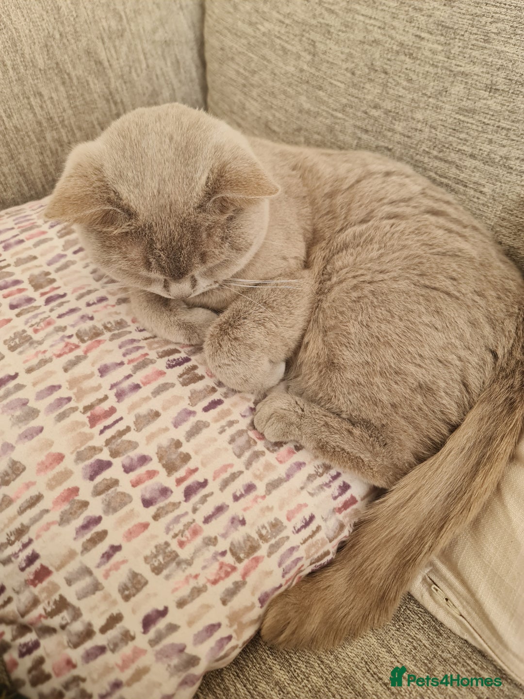 British Shorthair cats for sale: Stunning Lilac British Short Hair - Image 5