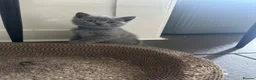 British Shorthair cats for sale: 4 beautiful blue British short hair kittens  - Advert 9