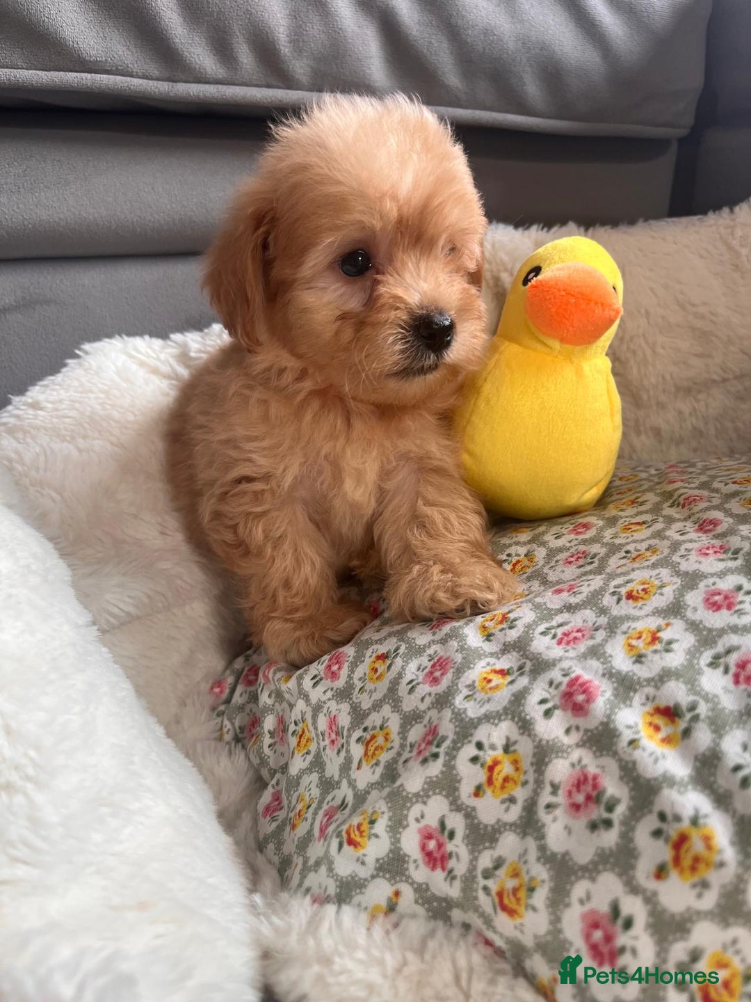 Maltipoo dogs for sale: 💫Tiny Red Boys Available Now💫 - Image 18