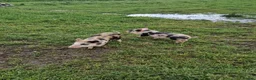 Pig livestock for sale: Super cute micro/mini and juliana pigs - Advert 3