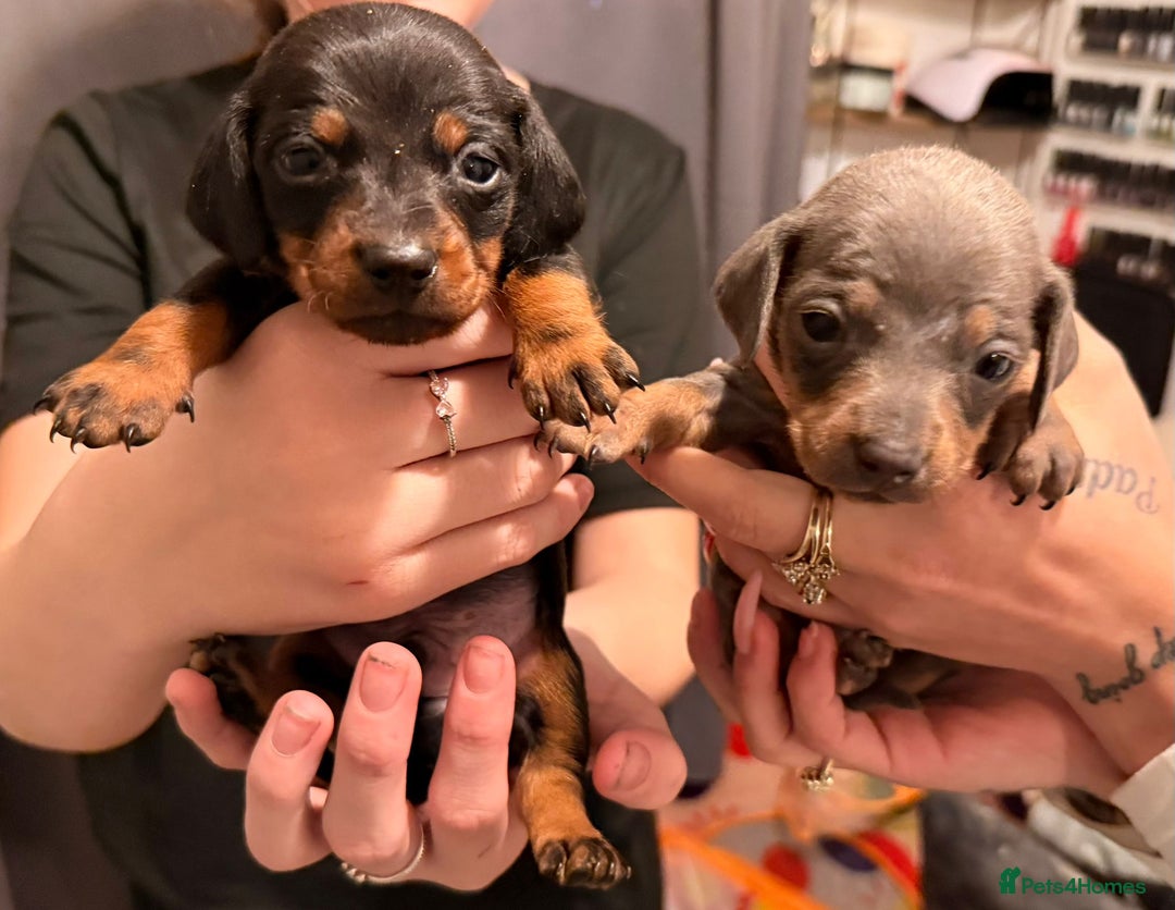 Dachshund dogs for sale: Dachshund puppies  - Advert 8