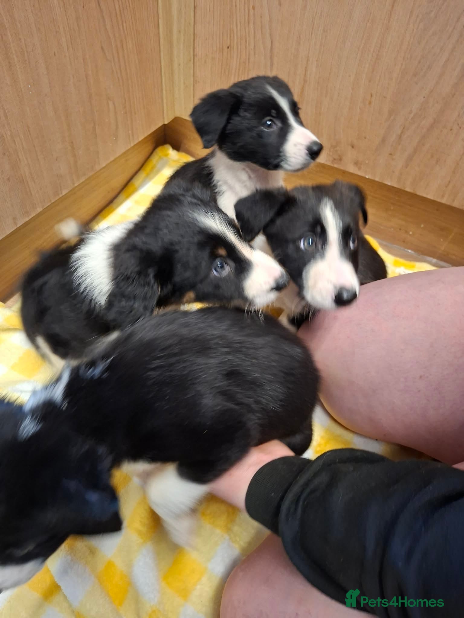 Border Collie dogs for sale: 4 male Border Collies for sale  - Advert 9