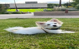 Mixed Breed dogs for sale: pomeranian Hoshi  - Image 3