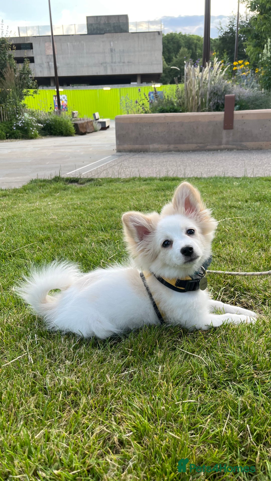 Mixed Breed dogs for sale: pomeranian Hoshi  - Image 3