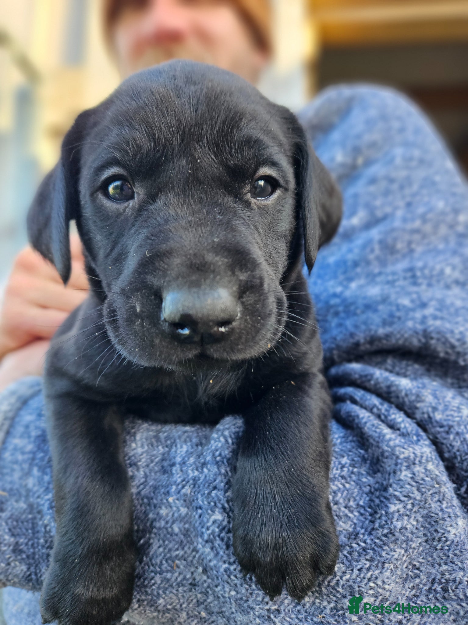 Labrador Retriever dogs for sale: Black Male Labrador Puppies for sale Western Isles - Advert 1