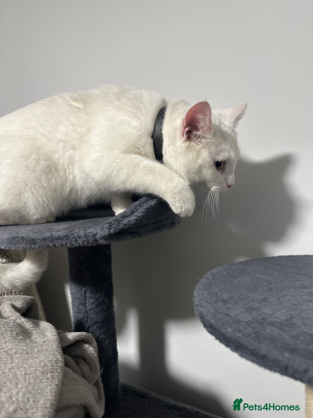 Mixed Breed cats for sale: 2 loving 6 months cats ready to find forever home  - Advert 6