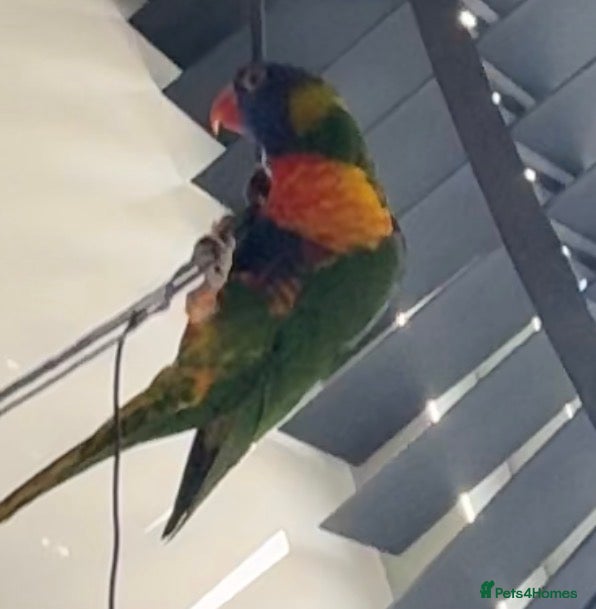 Lorikeets birds Tiki the lorikeet in Much Wenlock - Advert 1