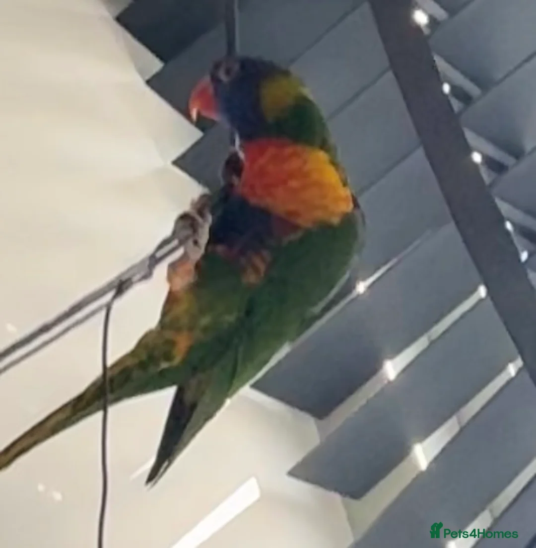 Lorikeets birds for sale: Tiki the lorikeet in Much Wenlock - Advert 1