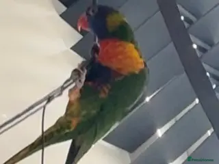 Lorikeets birds Tiki the lorikeet in Much Wenlock - Advert 1