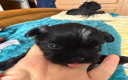 Shih Tzu dogs for sale: Two little boy Shih Tzu looking for their family - Advert 2