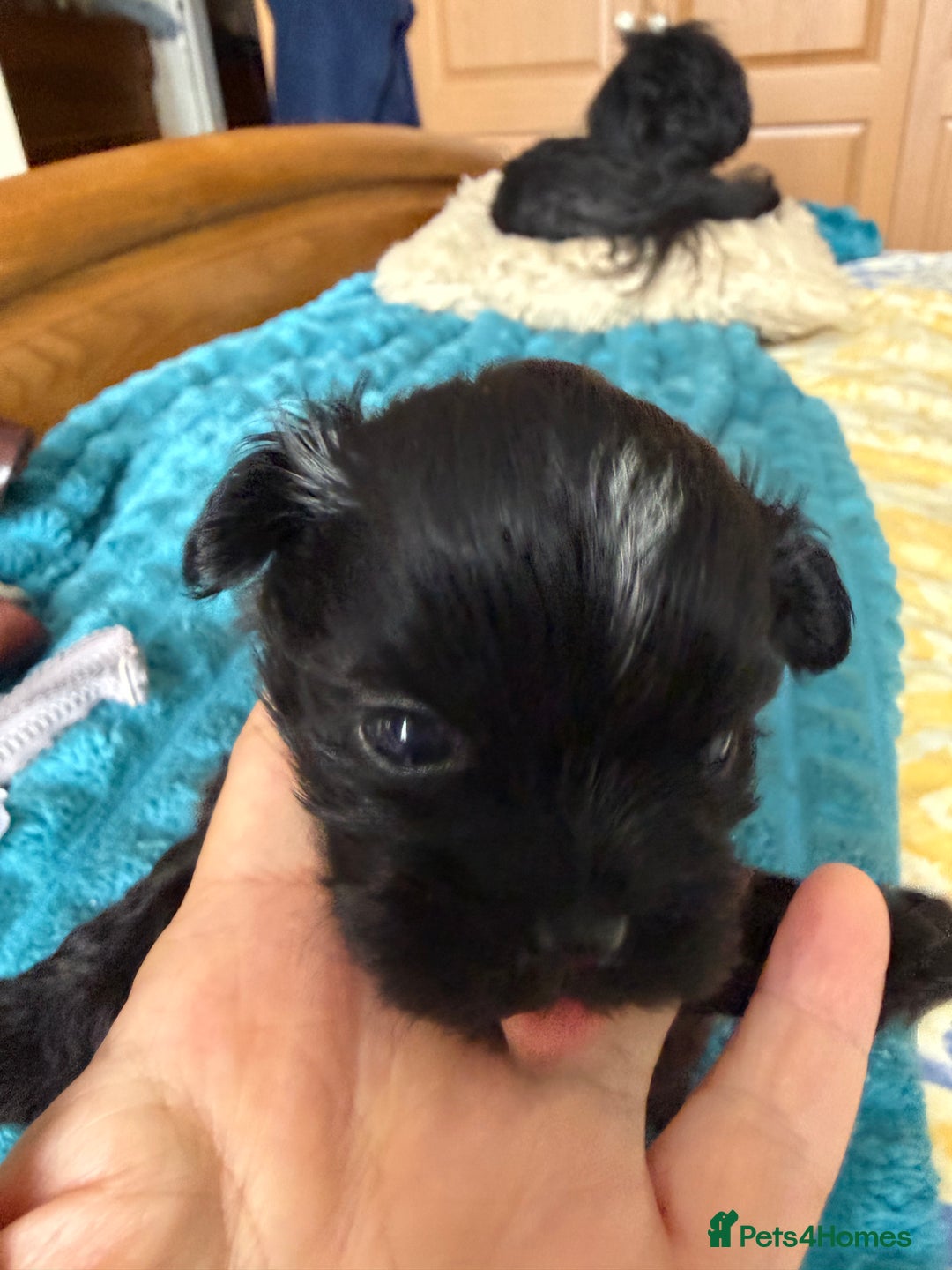 Shih Tzu dogs for sale: Two little boy Shih Tzu looking for their family - Advert 2