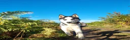 Siberian Husky dogs for stud: 🐺 Blue-Eyed Husky at Stud | Amazing Temperament in Middlesbrough - Advert 5