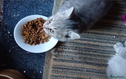 British Shorthair cats for sale: Male British short hair  - Image 1
