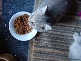 British Shorthair cats - Advert 4