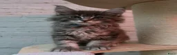 Maine Coon cats for sale: TICA Registered Maine Coon Kittens Available  in Sutton - Advert 4