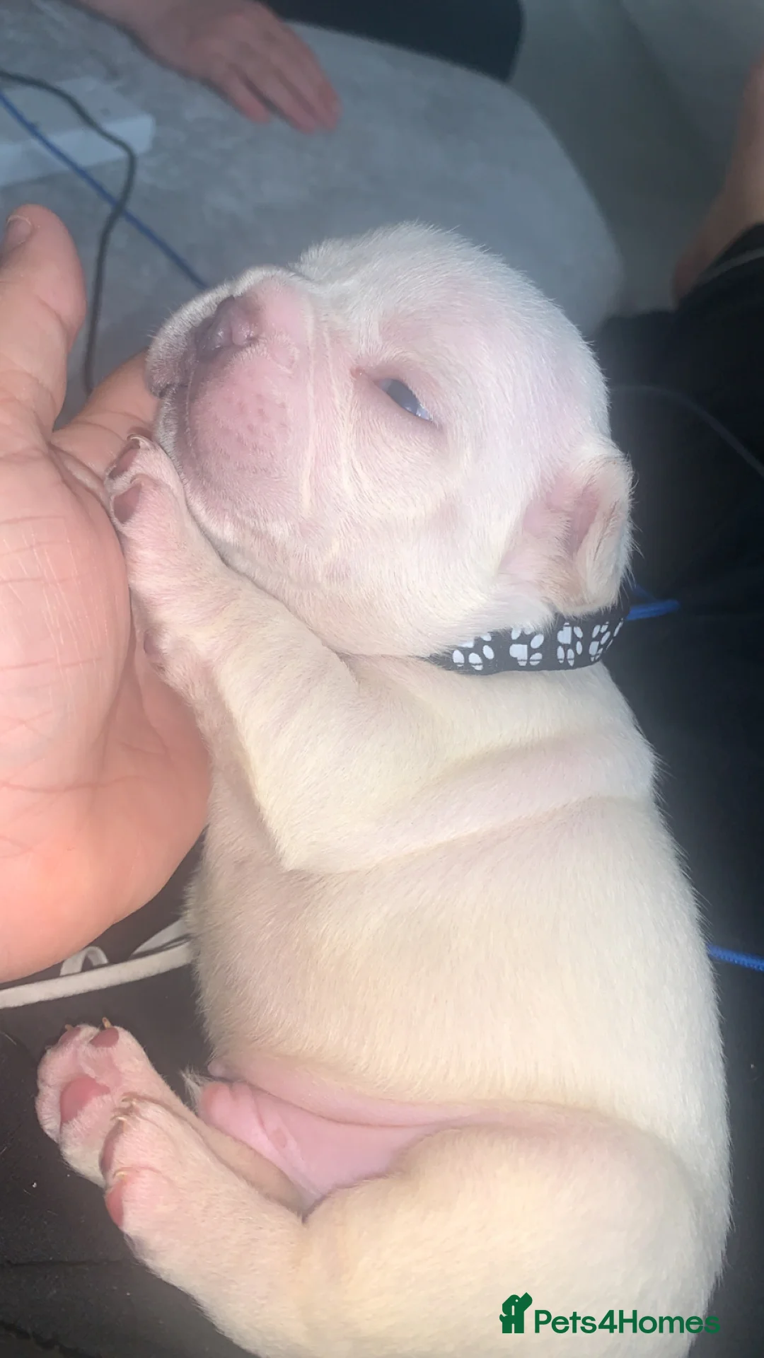 French Bulldog dogs for sale: French bulldogs  - Advert 3