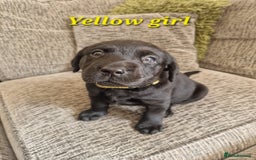 Labrador Retriever dogs for sale: Beautiful Labrador puppies  - Image 6