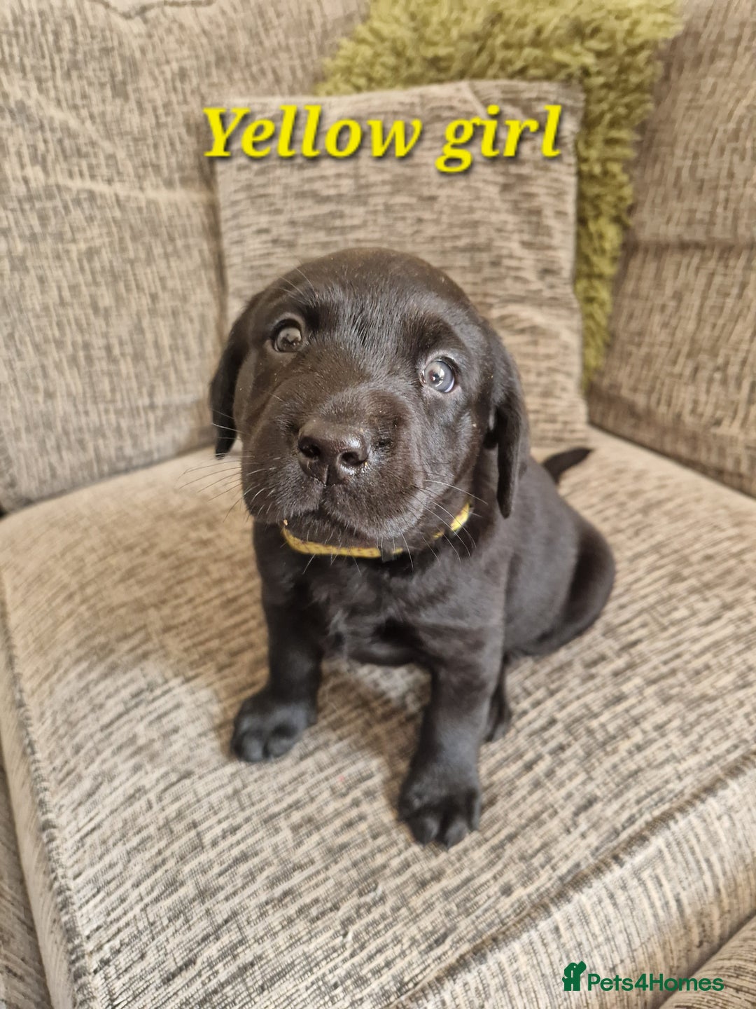 Labrador Retriever dogs for sale: Beautiful Labrador puppies  - Image 6