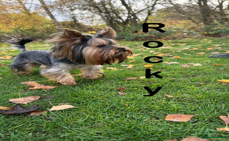 Yorkshire Terrier dogs in Hornchurch - Advert 6