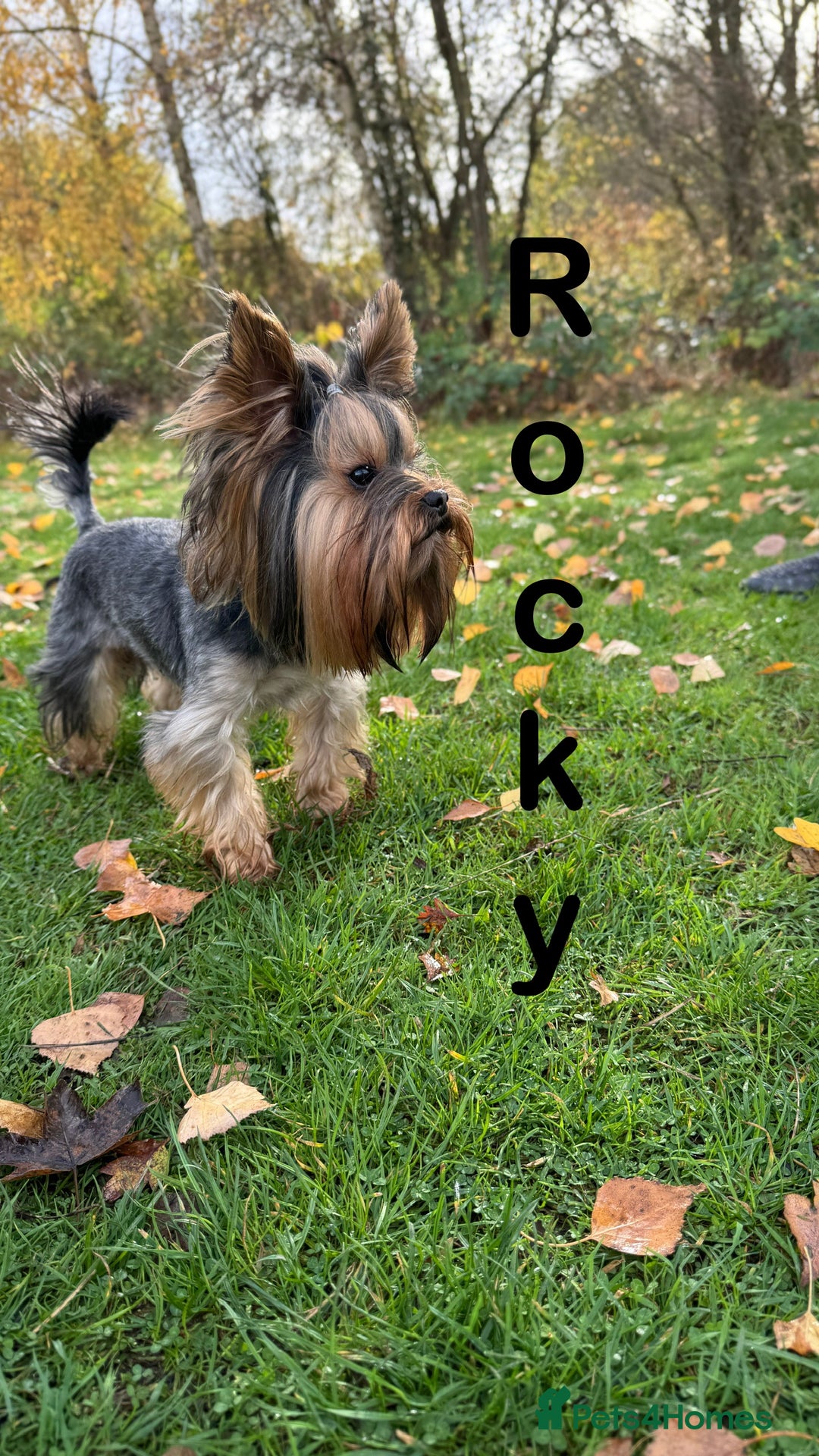 Yorkshire Terrier dogs for stud: Rocky in Hornchurch - Advert 2