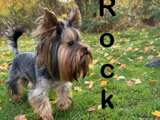 Yorkshire Terrier dogs Rocky in Hornchurch - Advert 10