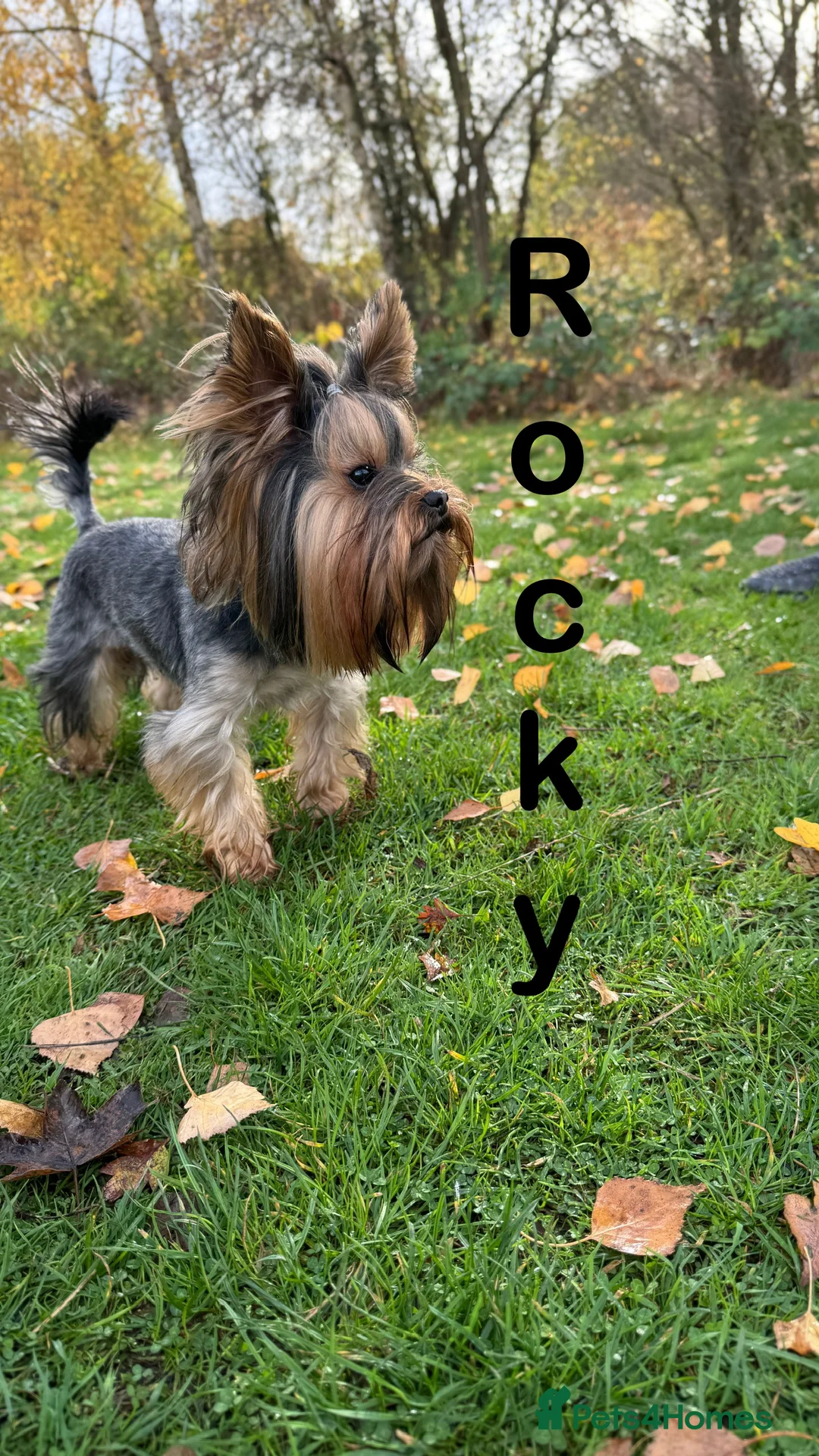 Yorkshire Terrier dogs for stud: Rocky in Hornchurch - Advert 2