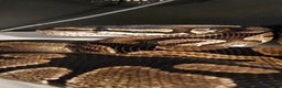 Python Snake reptiles for sale: Royal python and viv  - Advert 1