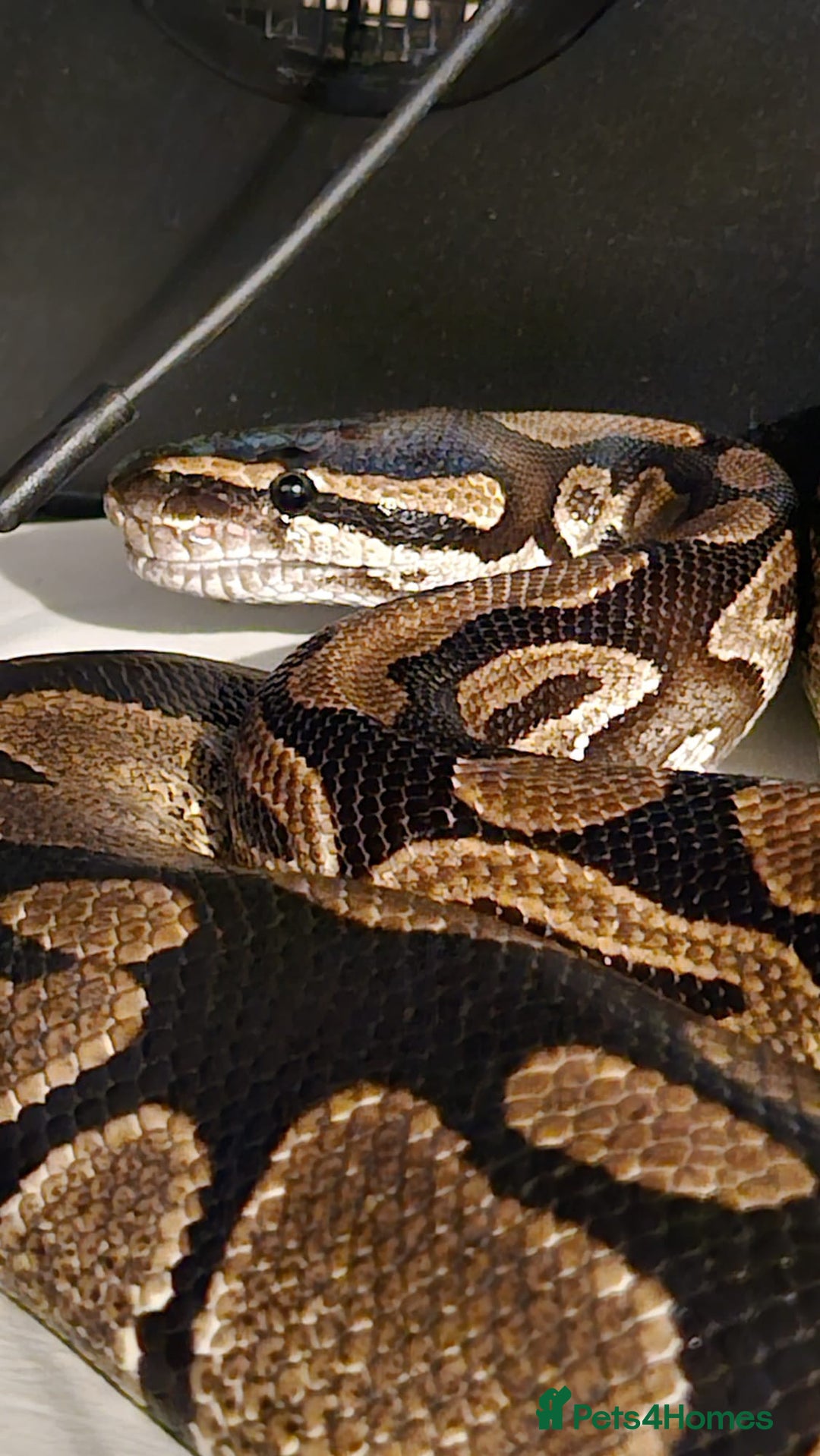 Python Snake reptiles for sale: Royal python and viv  - Advert 1