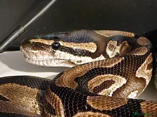 Python Snake reptiles Royal python and viv - Advert 2