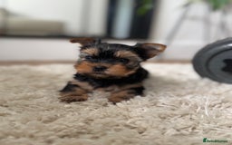 Yorkshire Terrier dogs for sale: Miniature Yorkshire Terrier puppies. - Image 4