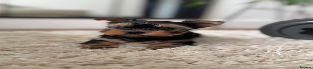Yorkshire Terrier Puppy 1