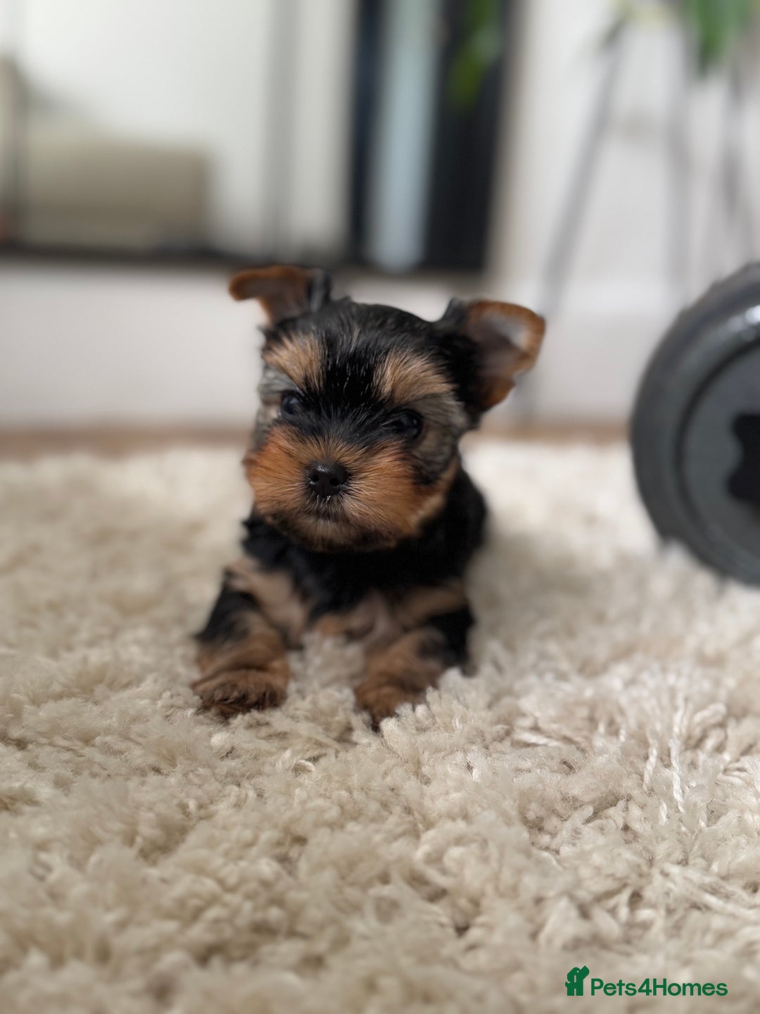 Yorkshire Terrier dogs for sale: Miniature Yorkshire Terrier puppies. - Image 4