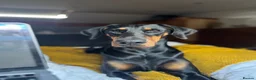 Dobermann dogs for sale: Doberman Puppies from Health Tested Parents - Advert 6