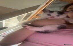 Mixed Breed cats for sale: Kittens for sale - Image 3