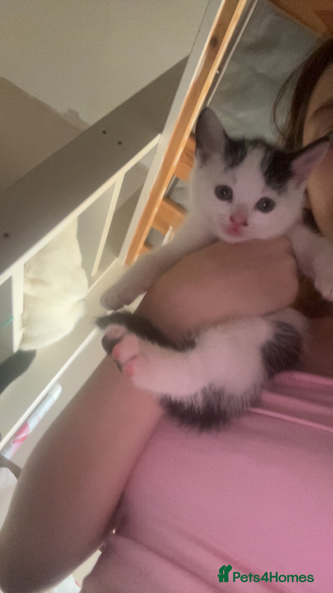 Mixed Breed cats for sale: Kittens for sale - Image 3