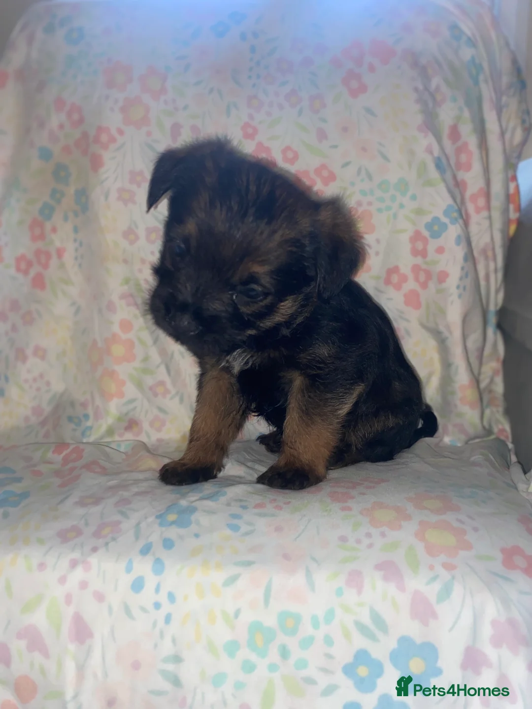 Border Terrier dogs for sale: 4 beautiful border terrier boys left  - Advert 11