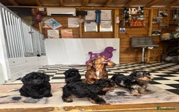 Mixed Breed dogs for sale: Daxiepoos (council licensed breeders) - Image 16