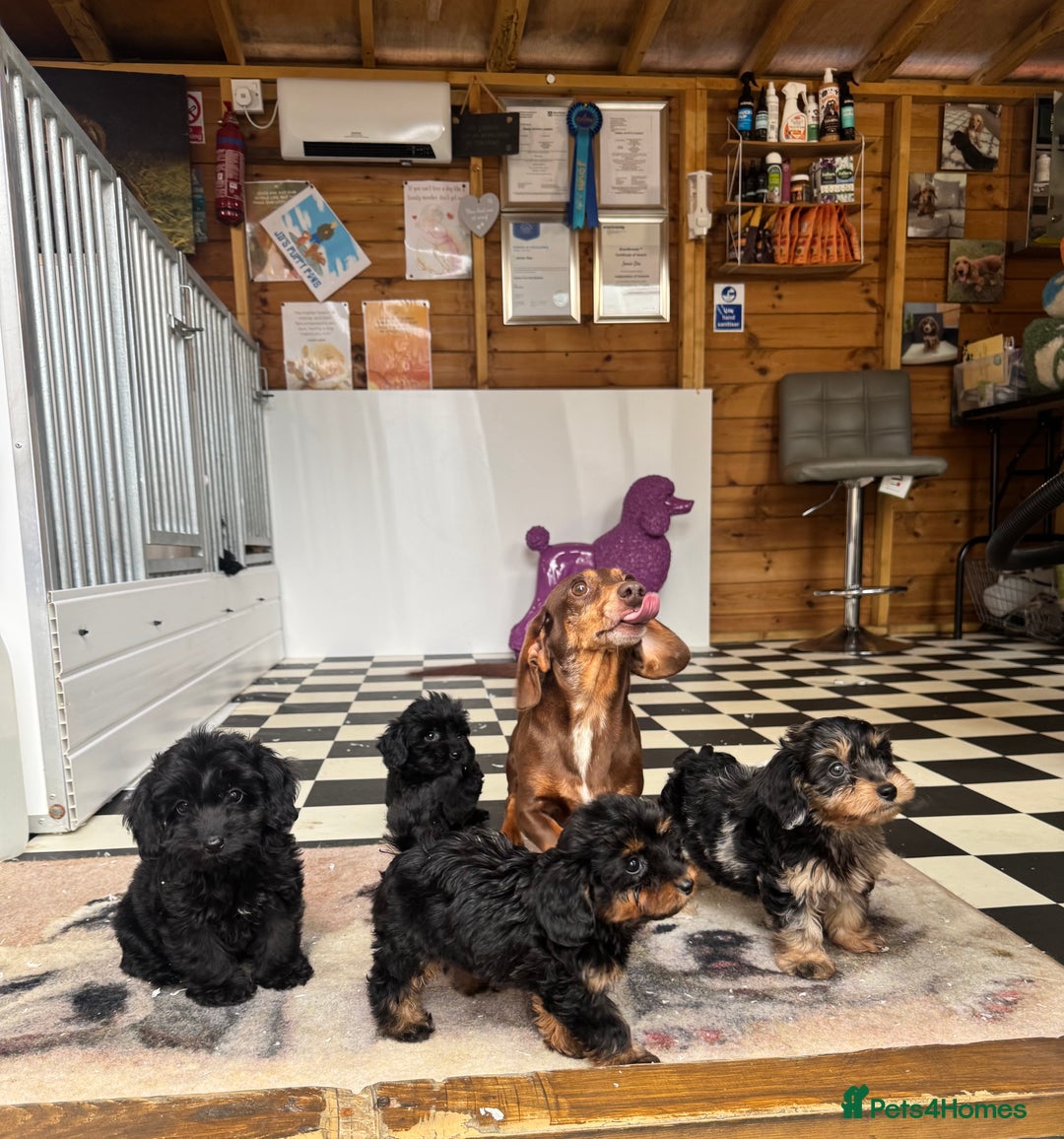 Mixed Breed dogs for sale: Daxiepoos (council licensed breeders) - Image 16
